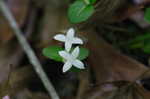 Partridgeberry